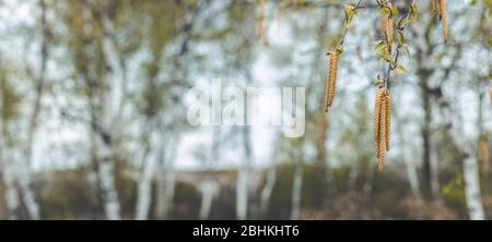 Panoramablick auf die Frühjahrskunst mit Birken (Betula sp.) und Kätzchen vor einem strahlend blauen Himmel. Frühlingstag, Nahaufnahme, flache Tiefen von Stockfoto
