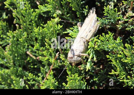 grasshopper auf Nadelbusch Stockfoto