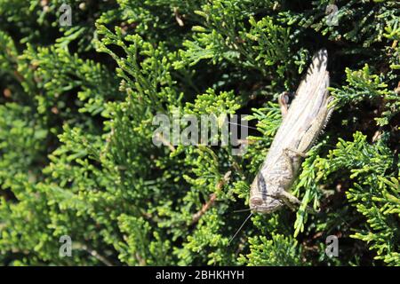 grasshopper auf einem Nadelbaum Stockfoto