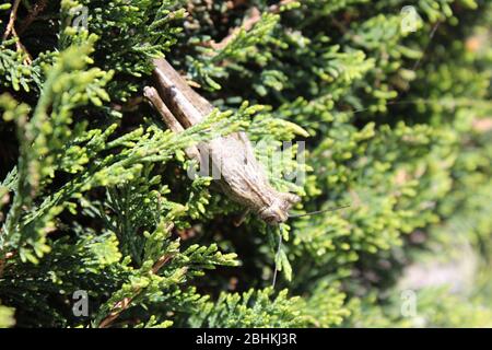 grasshopper auf einem Nadelbaum Stockfoto