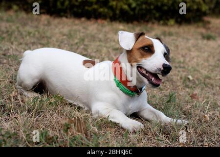 Ein junger Jagdhund der Rasse Jack Russell Terrier liegt in zwei Halsbändern auf einer gemähten Wiese. Stockfoto