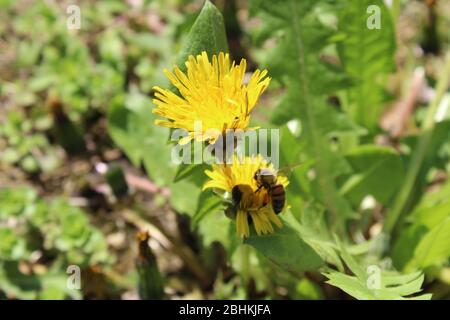 Honigbiene sammelt Nektar aus Löwenzahn Stockfoto