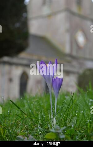 Eine schöne junge lila Krokus Blume wächst in feuchtem Gras in einem Kirchhof. Uhrturm einer alten englischen Kirche Gebäude außerhalb des Fokus in der BA Stockfoto