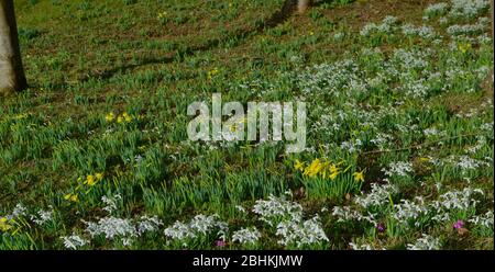 Schneeglöckchen (Galanthus), Cyclamen und Narzissen (Narzisse) auf einem Gartenboden: Helle weiße Blüten auf grünen Blättern in niedriger Höhe im frühen Spr Stockfoto
