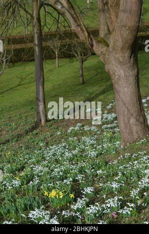 Schneeglöckchen (Galanthus) und Narzissen (Narzissen) auf einem Gartenboden: Helle weiße Blüten auf grünen Blättern auf niedriger Höhe in den umliegenden Bäumen Durin Stockfoto