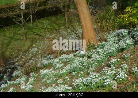 Schneeglöckchen (Galanthus) wachsen auf einem sonnigen Ufer: Leuchtend weiße kleine Blüten auf grünen Blättern, die ein grasbewachsenes Ufer am Fuße eines hohen Baumes behängen Stockfoto