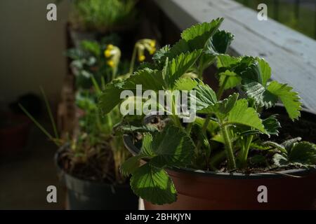 Gartenbau auf einem Balkon mit dem Erdbeerkernling in der Nähe und einem Wildgras von Heilpflanzen. Die Gartenlandschaft im Frühling an sonnigen Tagen. Stockfoto