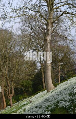 Schneeglöckchen (Galanthus) wachsen auf einem sonnigen Ufer: Leuchtend weiße kleine Blüten auf grünen Blättern, die eine grasbewachsene Bank an der Basis von hohen individuellen tr Stockfoto