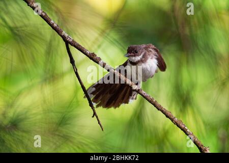 Malaysischer Ried-Fantail - Rhipidura javanica Schwarz-Weiß Stretching- und Jogging-Vogel mit dem großen Schwanz, in der Gattung Rhipidura, seinem natürlichen Lebensraum Stockfoto