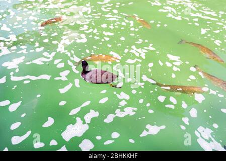 Eine Gruppe großer Fische, die in einem wunderschönen, durchsichtigen türkisfarbenen Wasser schwimmen. Stockfoto