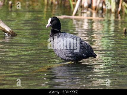 Blässhuhn (Fulica Atra) Stockfoto