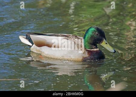 Stockente (Anas Platyrhynchos) Stockfoto