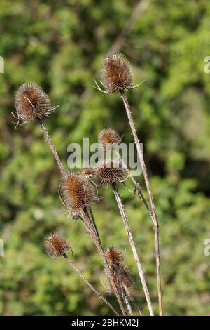 Teelöffel (Dipsacus) Stockfoto