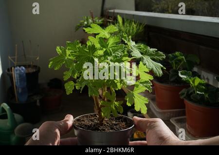 Gartenbau auf einem Balkon. Der Pelargonium Jungkeimling in den Händen eines Gärtners. Eine duftende Geranienpflanze in Nahaufnahme. Zimmerpflanzen Anbau sc Stockfoto