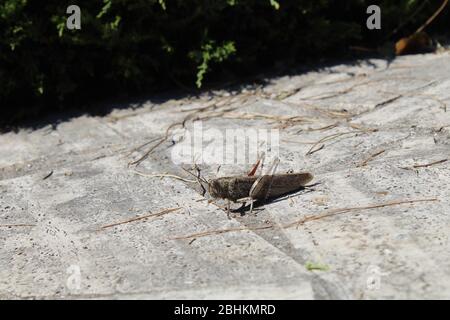 Grasshopper auf dem Boden Stockfoto