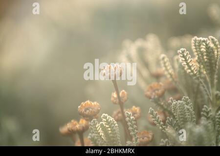 Zarte santolina chamaecyparissus getrockneten Blüten in Sonnenstrahlen, Baumwolle Lavendel - aromatische und Heilkräuter. Stockfoto