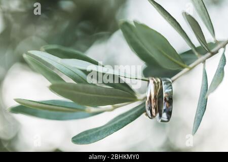 Zwei Eheringe hängen an einem grünen Zweig des Olivenbaums. Präsentation der Luxusmarke, Schmuckkonzept. Stockfoto