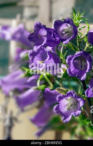 Dieses vertikale Bild ist hellviolett Canterbury Glockenblumen Campanula Medium wächst in einem Sommergarten. Schöne glockenförmige hohe, schalenförmige Blütenblätter. Stockfoto