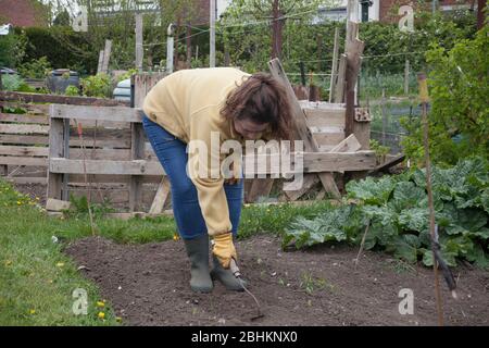 Attraktive dunkelhaarige Frau in ihren vierziger Jahren Gartenarbeit während der Lockdown Stockfoto