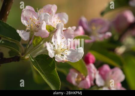 Der Krabbenapfel 'Golden Hornet' bedeckt mit Blossom im Frühling Sonnenschein. Stockfoto