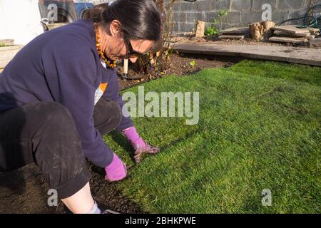 Frau, weiblich, verlegen, Rasen verlegen, Gras legen, Gras, Rasen, in,ihr, Garten,Ceredigion,Wales,Walisisch,Dorf,Land,Großbritannien,Gartenarbeit,hat,geworden,ein,beliebt,zu Hause bleiben,während,Sperren,Coronavirus,Covid 19,Covid-19,Pandemie,Krise,Aktivität,zu halten,der Geist,aktiv,und zu tun,Garten,Selbstbewässern,Garten,Isolierung,Garten,Garten,Selbstbewässern,Garten,Garten,Selbstbewässern,Garten,Garten,Garten,Selbstbewässern,Garten,Garten,Garten,Garten,Garten,Garten,Garten,Garten,Selbstbewässern,Garten,Aktivität,Garten,Garten,Garten,Garten,Garten,Garten,zu verschließen,Garten,Garten,Garten,zu verschließen,Garten,Garten,Garten,Garten,Garten,Garten,Garten,Aktivität Stockfoto