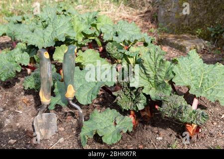 Eine Handgabel und Trowel sitzen neben Rhubarb und wachsen auf einem Schottel Stockfoto