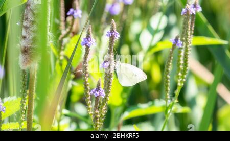 Ein schöner Weißer Kohl-Schmetterling (Pieris rapae), der auf einer lila Blühpflanze im Norden Colorados thront Stockfoto