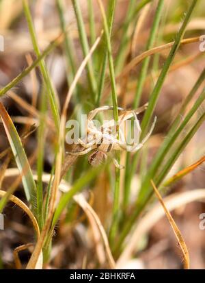 Eine weiße und braune Krabbenspinne (Thomisidae) im Gras im nördlichen Coloroado Stockfoto