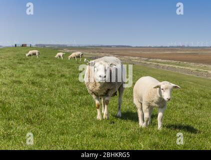 Mutter Schafe und kleines Lamm auf einem Deich in Groningen, Niederlande Stockfoto