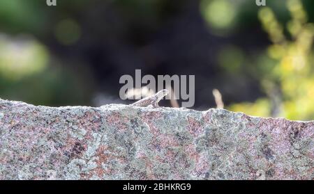 Eine gemusterte östliche Zauneidechse (Sceloporus undulatus), die auf einem Felsen in Ost-Colorado getarnt thront Stockfoto
