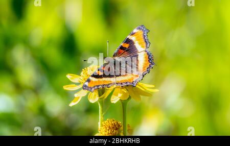 Ein wunderschöner Milbert’s Tortoiseshell (Aglais milberti) Schmetterling auf einer gelben Blume mit einem weichen, verschwommenen Hintergrund im Norden Colorados Stockfoto