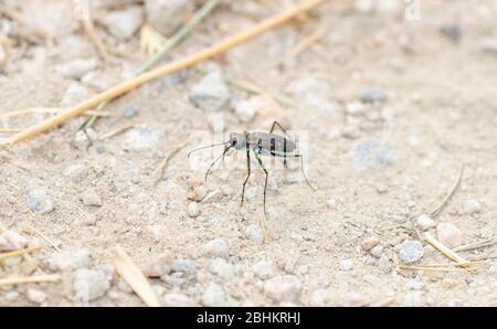 Punctured Tiger Beetle (Cicindela punctulata) thront auf einer Gravel Rocky Road in Eastern Colorado Stockfoto