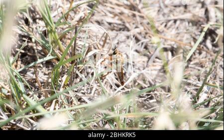 Ein orange und braun große Räuber fliegen Tribe Stenopogonini (Mitglied der Familie Asilidae) auf Vegetation wartet auf Beute in Ost-Colorado Stockfoto