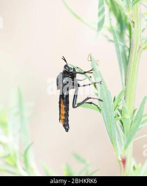 Sehr große Ospriocerus aeacus Black Robber Fly mit hellen orangen Bauch auf Vegetation in Ost-Colorado thront Stockfoto