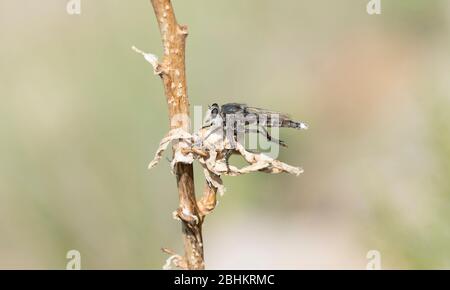 Triorla interructa Robber Fly auf getrockneter Vegetation auf eine Beute warten Artikel in Ost-Colorado Stockfoto