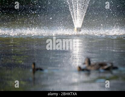 Ente und Entchen vor dem Brunnen am See im Pinner Memorial Park, Pinner, Middlesex, London, Großbritannien, fotografiert an einem sonnigen Frühlingstag. Stockfoto