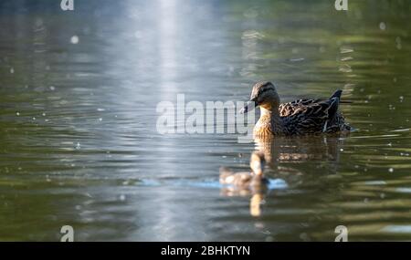 Ente und Entchen vor dem Brunnen am See im Pinner Memorial Park, Pinner, Middlesex, London, Großbritannien, fotografiert an einem sonnigen Frühlingstag. Stockfoto