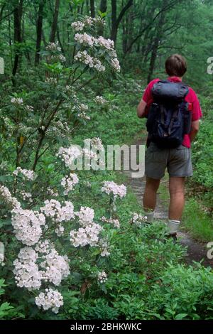 Berglaube, Allegheny National Forest, Pennsylvania Stockfoto