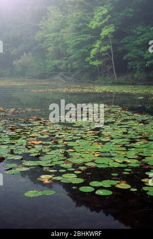 Lake Lenape, Delaware Water Gap National Recreation Area, Pennsylvania Stockfoto