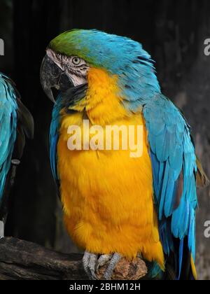 Nahaufnahme des süßen Blau-gelben Aras in Hsinchu, Taiwan Stockfoto