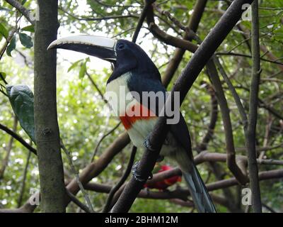Nahaufnahme von Schwarzhalsarakaren in Hsinchu, Taiwan Stockfoto