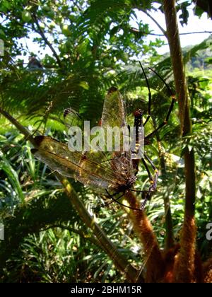 Nahaufnahme einer Orchard-Spinne, die in Taipei, Taiwan, eine Libelle isst Stockfoto