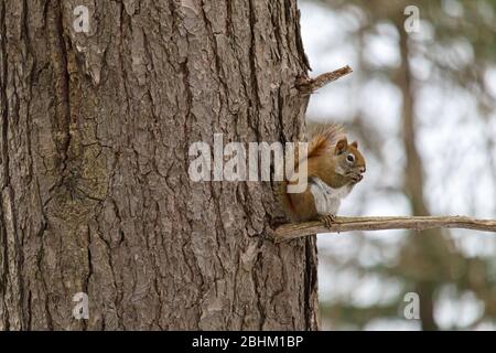Ein amerikanisches Rothörnchen sitzt auf einem kleinen Ast am Stamm eines Baumes, während es an Samen in seinen Pfoten knabbert. Stockfoto