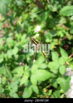 Nahaufnahme einer Orchard-Spinne in Taipei, Taiwan Stockfoto