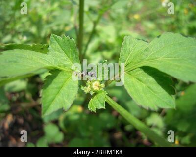 Nahaufnahme einer großen Ameise in Taipei, Taiwan Stockfoto