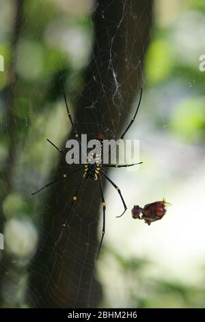 Nahaufnahme einer Orchard-Spinne in Taipei, Taiwan Stockfoto