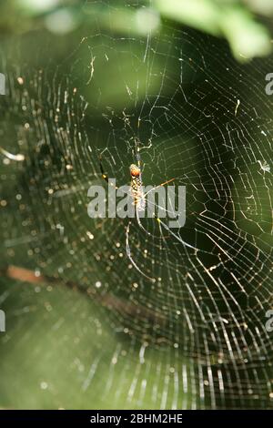 Nahaufnahme einer Orchard-Spinne in Taipei, Taiwan Stockfoto