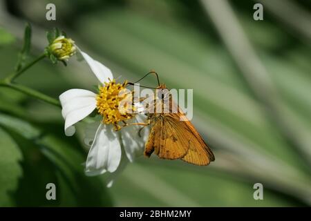 Nahaufnahme des Potanthus omaha Schmetterlings in Taipei, Taiwan Stockfoto