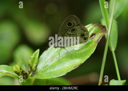 Nahaufnahme des Schmetterlings Ypthima huebneri in Taipei, Taiwan Stockfoto