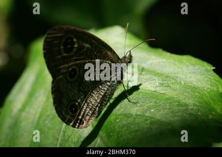 Nahaufnahme des Schmetterlings Ypthima huebneri in Taipei, Taiwan Stockfoto